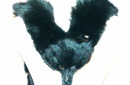 DOUBLE BLACK FOX FUR WRAP 8